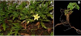 圖1. Peponium elgonense. A. 生境. B. 根. C. 同一植株的果實和雄花序. D. 葉的背面. E. 葉的正面. F. 果實橫切面. G. 雄花. H. 雌花. I. 未成熟的果實. 拍攝者：魏能.jpg