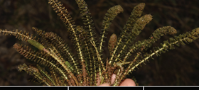 圖 1. Hydrostachys flabellifera G.W. Hu, Zhun Xu & Q.F. Wang.png