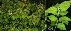 圖版1：濱海巴豆Croton kinondonesis G.W.Hu, V.M.Ngumbau & Q.F.Wang.png