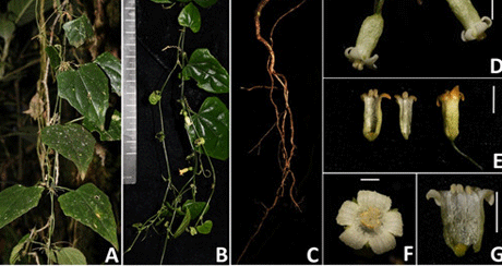 圖版1：長花馬？兒（Zehneria longiflora G. W. Hu & Q. F. Wang）.png