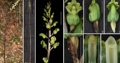 擬天麻（Gastrodia elatoides W.C. Huang, G.W. Hu & Q.F. Wang）.png