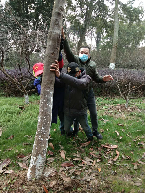 李震等對倒伏樹木進行加固支撐_副本.jpg