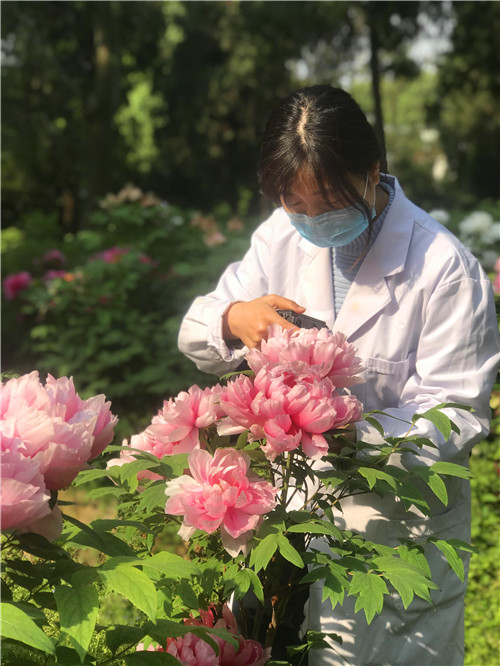 韓艷妮：牡丹物候觀測.jpg